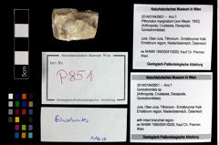Foto (Objekt + Etikett) von Goniodromites sp.  (NHMW-GEO-2014-0194-0851)